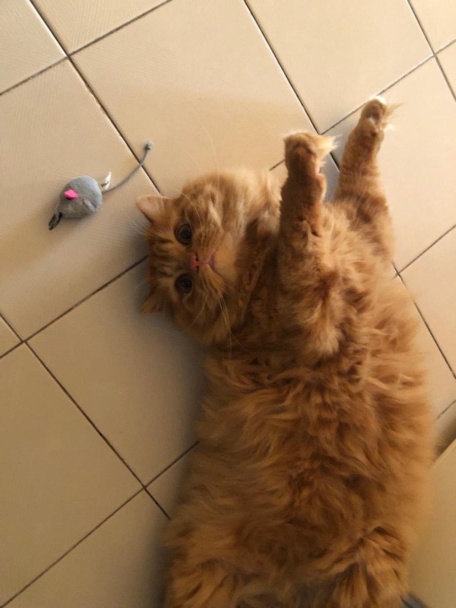 Güzel kedimiz Tofi Büyükçekmece-Mimaroba’da Mimaroba muhtarlığı çevresinde kayıp. Görenlerin benimle veya 0532 453 67 90 numarası ile irtibata geçmesini rica ediyorum. #kayipkedi #istanbul #mimaroba #kayıp #kedi