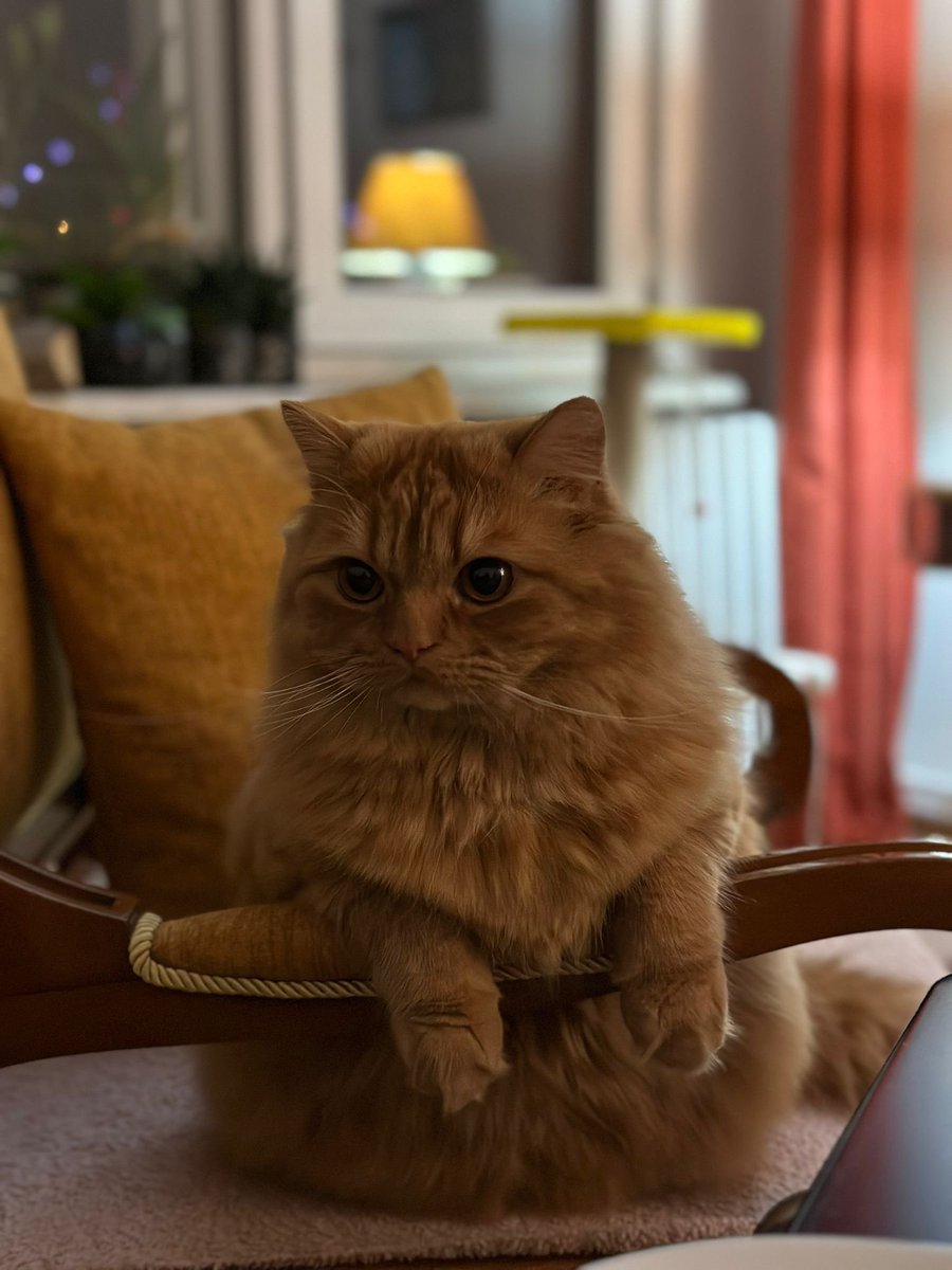 aazlili's tweet photo. Güzel kedimiz Tofi Büyükçekmece-Mimaroba’da Mimaroba muhtarlığı çevresinde kayıp. Görenlerin benimle veya 0532 453 67 90 numarası ile irtibata geçmesini rica ediyorum. #kayipkedi #istanbul #mimaroba #kayıp #kedi https://t.co/YLM6r5omGT