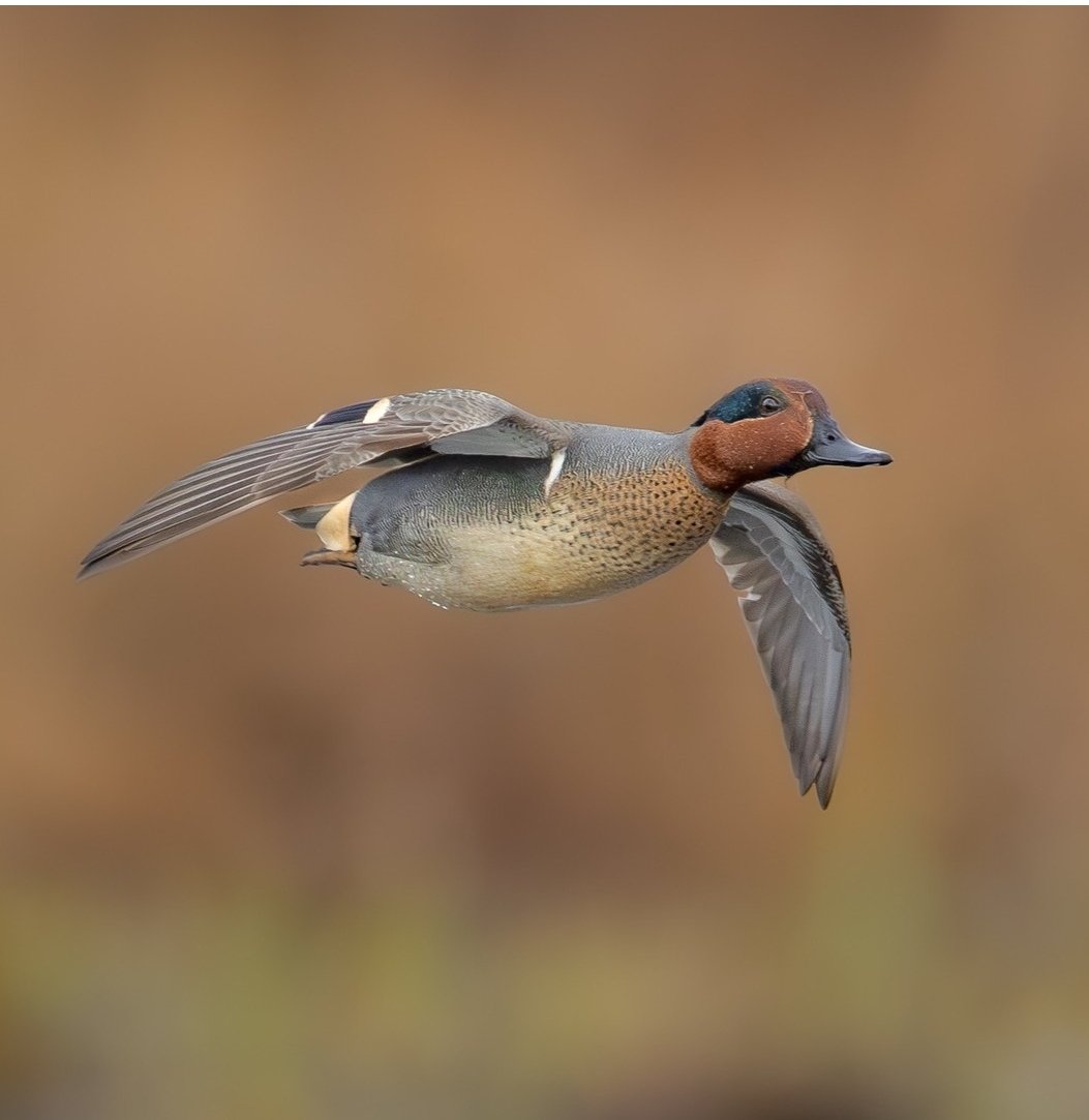 BirdsofBC 🇨🇦 tweet media