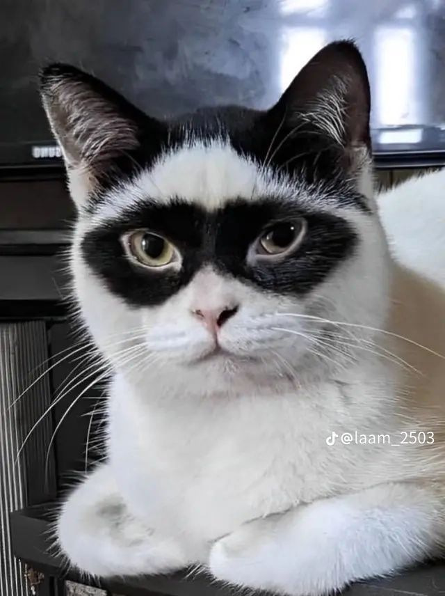 ShouldHaveCat's tweet photo. batman and robin 😭 https://t.co/qPx2ZNDjnD