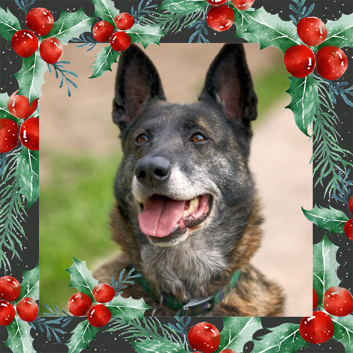 gsrescueelite's tweet photo. 🎄GSRE #Christmas Fundraiser🎄
It's #SeniorSunday and day 8 of our advent and today we have 9yr old Little Miss Tilly Tots who has been with us for 1884 days, her bill would be £18,483.
Please donate a bauble for the GSRE Tree this #SundayMorning 
https://t.co/qApPx2Gxi5 https://t.co/XnkEtRXG4i