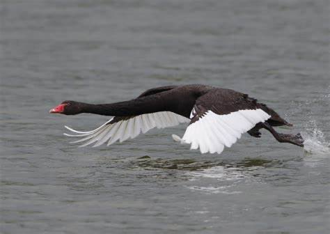 Thomas Munger, MD tweet media