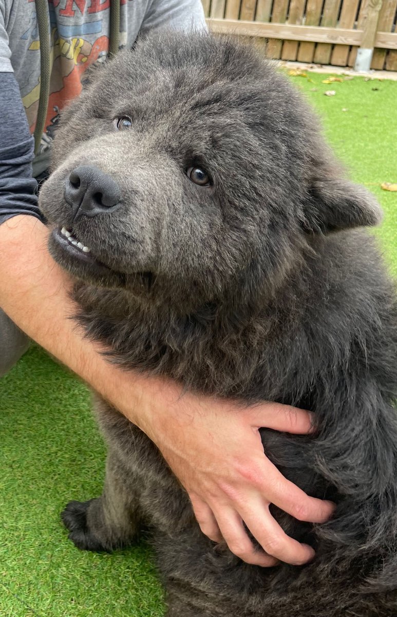 PLEASE RETWEET, URGENT APPEAL FOR BEAR. Bear is now approximately one year old. This gorgeous Teddie is a Chow Chow cross. He was sadly brought back to kennels yesterday after a failed adoption. He is now in kennels near # #Rotherham #YORKSHIRE #UK  🐶💔
Bear needs a home with