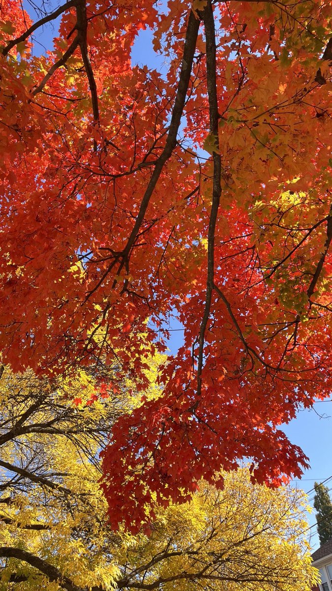 DarrenChen528's tweet photo. Nature accidentally spills the ink bottle, letting different colors dye the tree.
#NatureArt #ColorfulNature #NatureInk #TreeArt #CreativeNature #NaturePhotography https://t.co/nNKK2ZgKI5