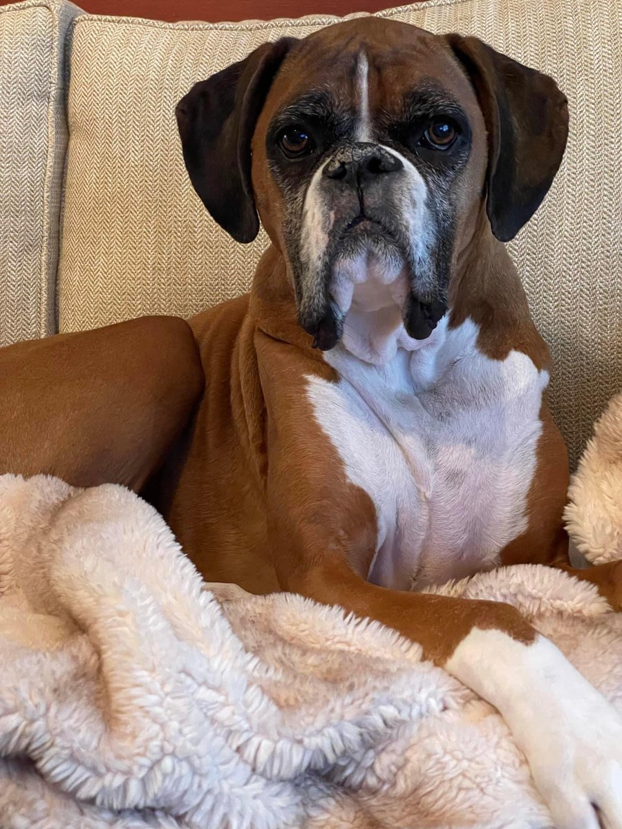 SteelCityChess's tweet photo. Sad personal news to report that has certainly taken the joy out of the holiday season for us. We had to say goodbye to our beloved Sherlock 2 weeks ago. He was with us 9 years but we wanted more. He was a good boy. https://t.co/MtQQ2PJ8VK