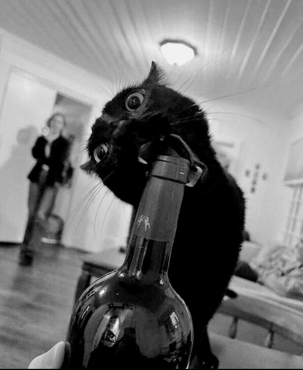 prettylouma's tweet photo. My spirit animal 🍷 https://t.co/H093or6Aeg