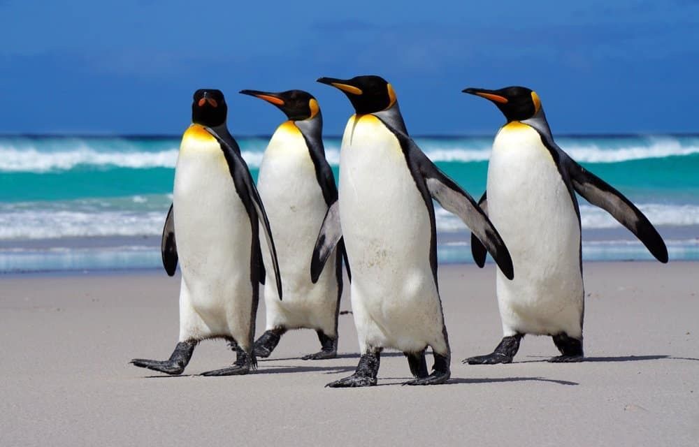 LeadToday's tweet photo. The penguin is the only bird that can't fly but can swim. https://t.co/41R9TY6Jpw