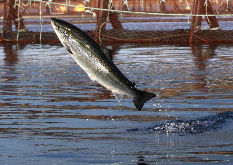 RCScience's tweet photo. The Destructive Legacy of Failed Aquaculture:
Removing abandoned infrastructure is challenging, time-consuming, and costly. via @hakaimagazine  https://t.co/w3qLBKdqwQ https://t.co/XO1nyfjiqu