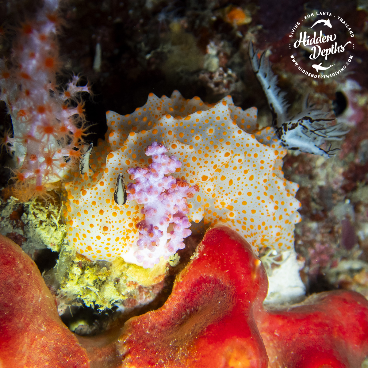 HiddenDiving's tweet photo. Vibrant coral reefs and their aquatic inhabitants 🌊🐡 #ColorfulReefs #SeaLife #hiddendepthsdiving #divingthailand #padi #dive #buceo https://t.co/dQI6oAAuRC