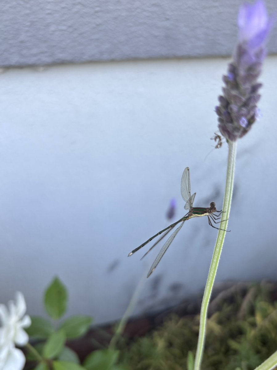 gatvolinthecity's tweet photo. #InsectSaturday A dragonfly https://t.co/1vG1ij0fX1