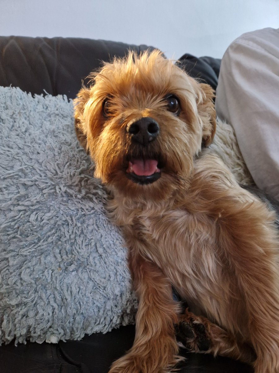 JACK BovverBoy 🐾 tweet media
