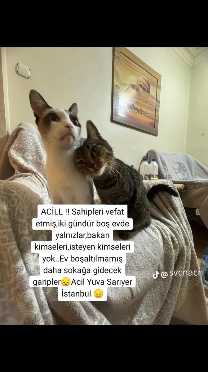 acidgrandmame's tweet photo. istanbul sarıyer. sahipleri vefat etmiş, sahiplenen olmazsa sokağa düşecekler. çıkmaz mı bir yuva? https://t.co/7ARhmKVfI2 https://t.co/YuWEMnCy1A