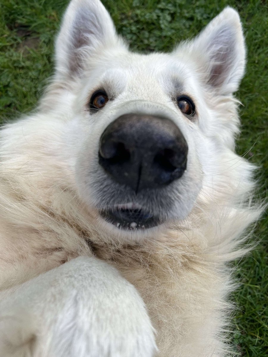 DevilPata's tweet image. Aujourd'hui j'ai pris en photo mon gros chiengue 🤠 #MacronDestitution