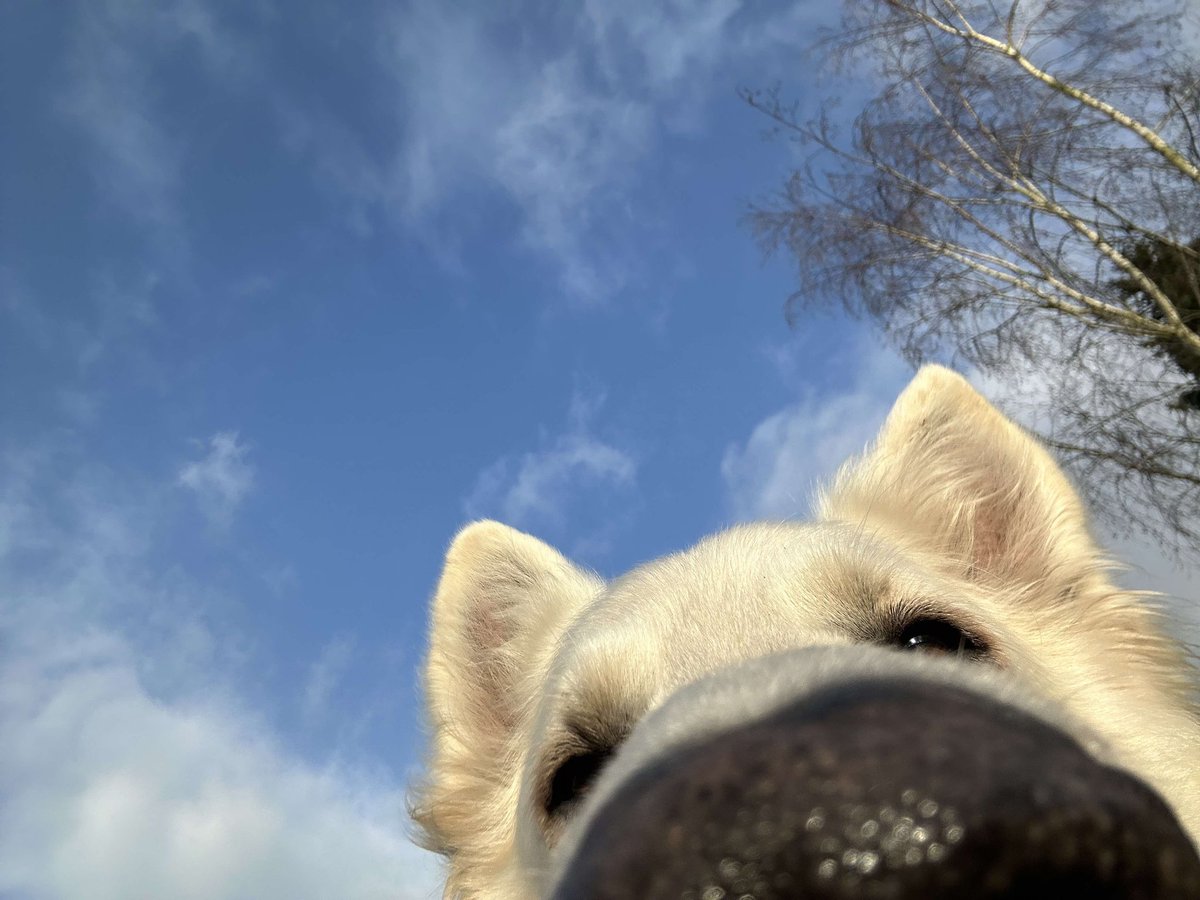 DevilPata's tweet image. Aujourd'hui j'ai pris en photo mon gros chiengue 🤠 #MacronDestitution