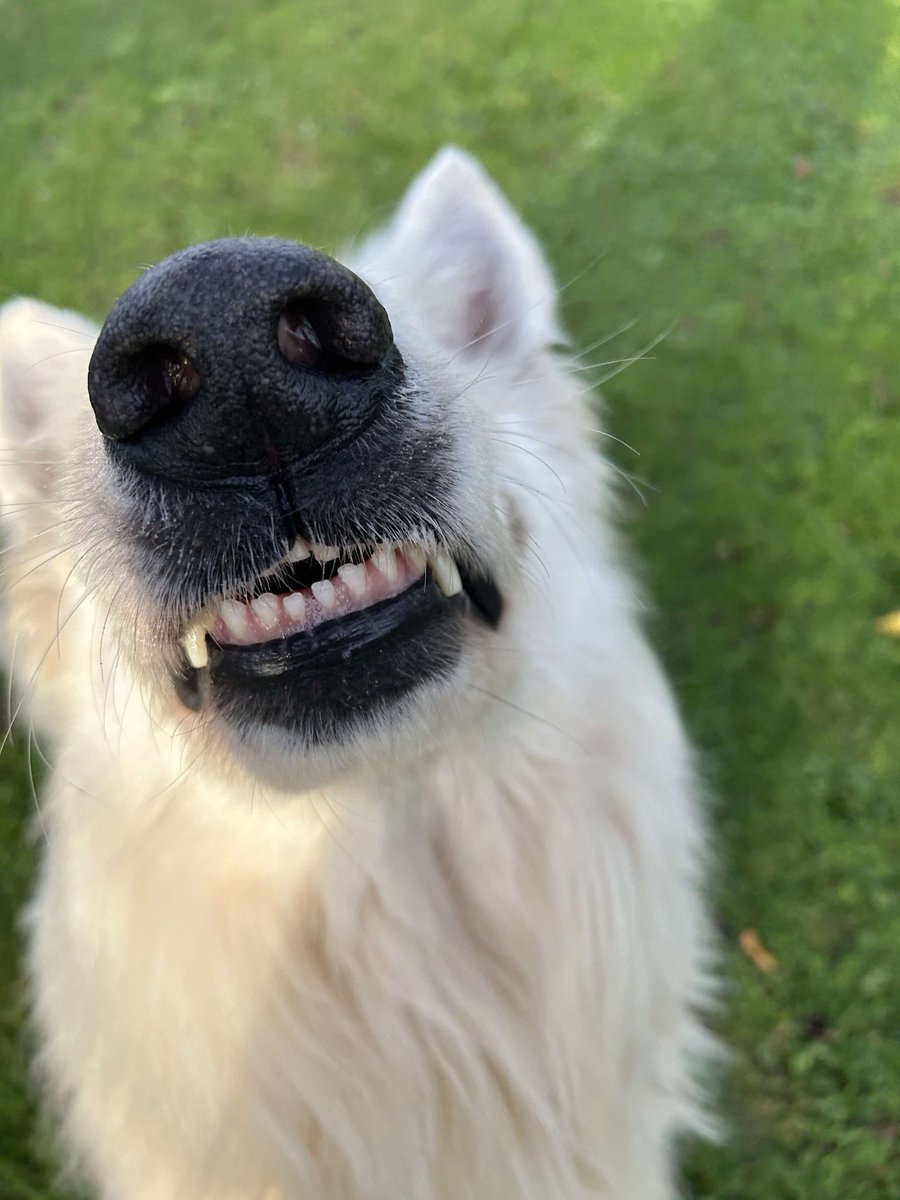 DevilPata's tweet image. Aujourd'hui j'ai pris en photo mon gros chiengue 🤠 #MacronDestitution