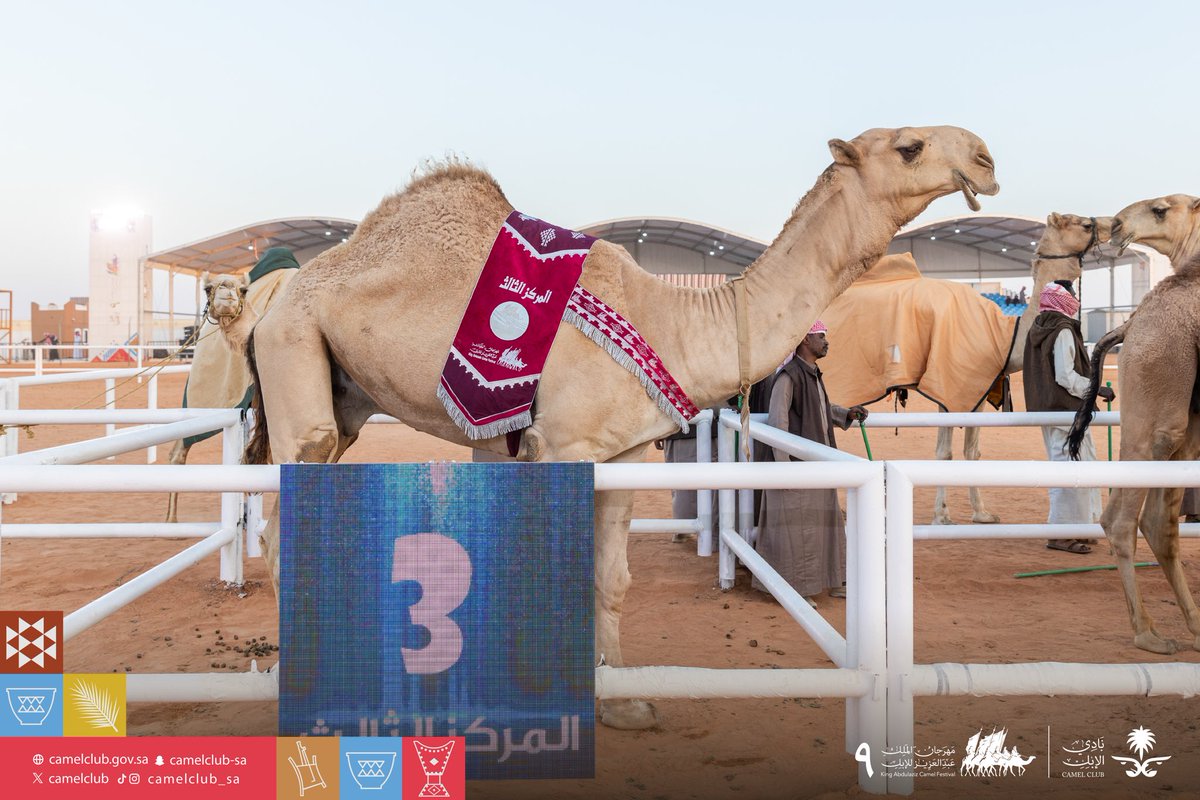 CamelClub's tweet photo. 📸| الإبل الفائزة  
فئة دق قعدان "حمر" 

#مهرجان_الملك_عبدالعزيز_للإبل9 🐪🇸🇦 
#نادي_الإبل | #عام_الإبل_2024 https://t.co/WB0daOKRE3
