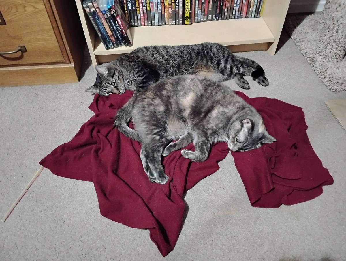 JohnLWard666's tweet image. Happy Caturday! #crazycats