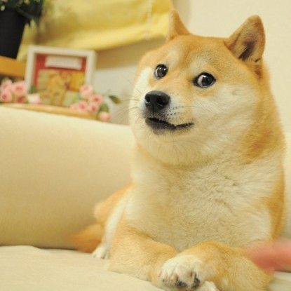 praytelegram's tweet photo. 💙 #DOGE 🙏 https://t.co/92Fa4DcIHm