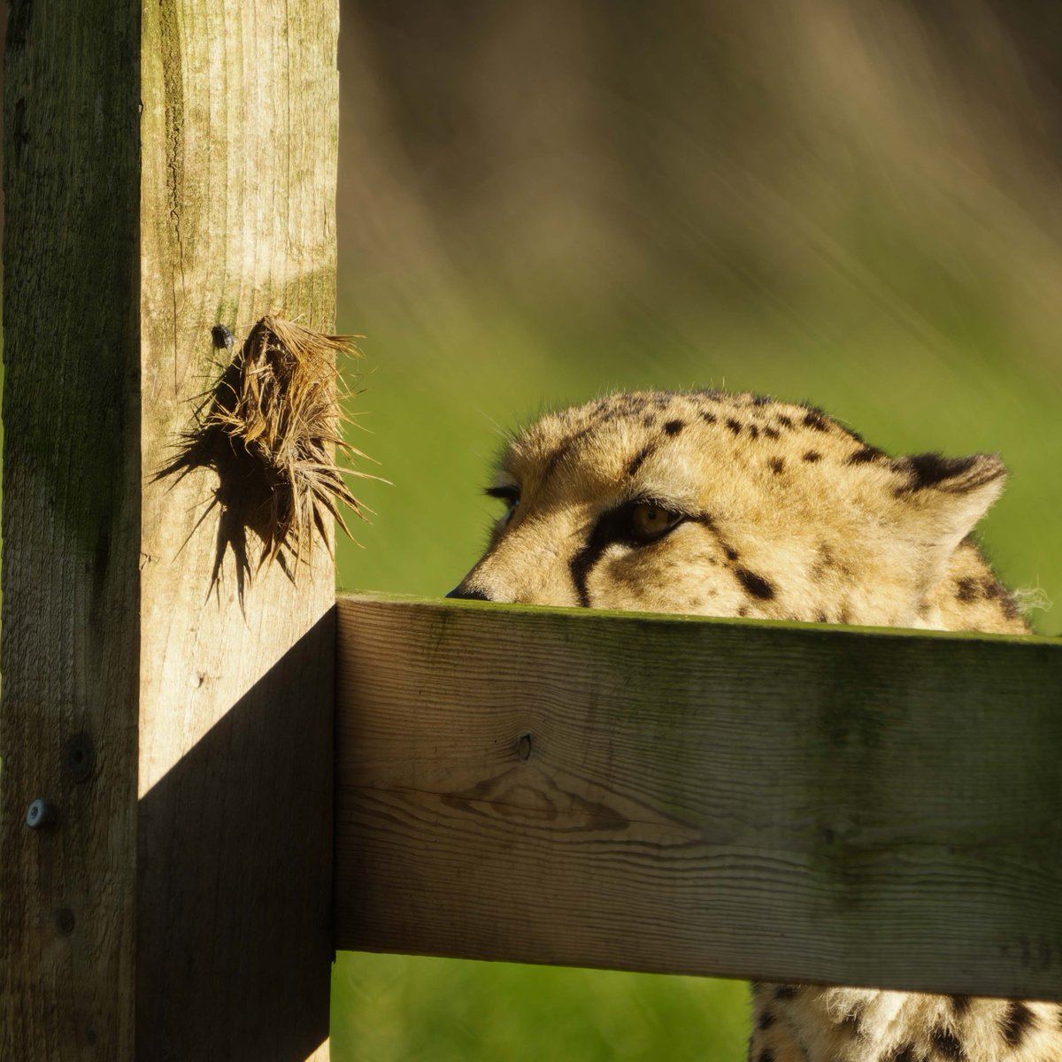 UPDATE Sunday 8 December - we plan to open at 10am as usual, but with wooded areas (Bear Wood and the Festive Woodland) closed. 

Thanks for all the kind messages, our animals are safe and well. 😊

We're closely monitoring conditions and updates will be posted here.