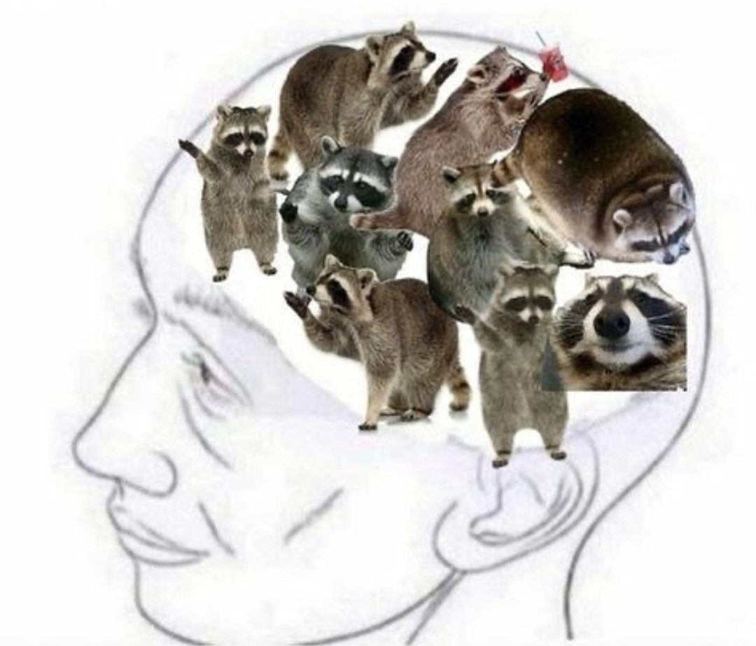 ShouldHaveRacc's tweet image. "Are you even listening to me?"