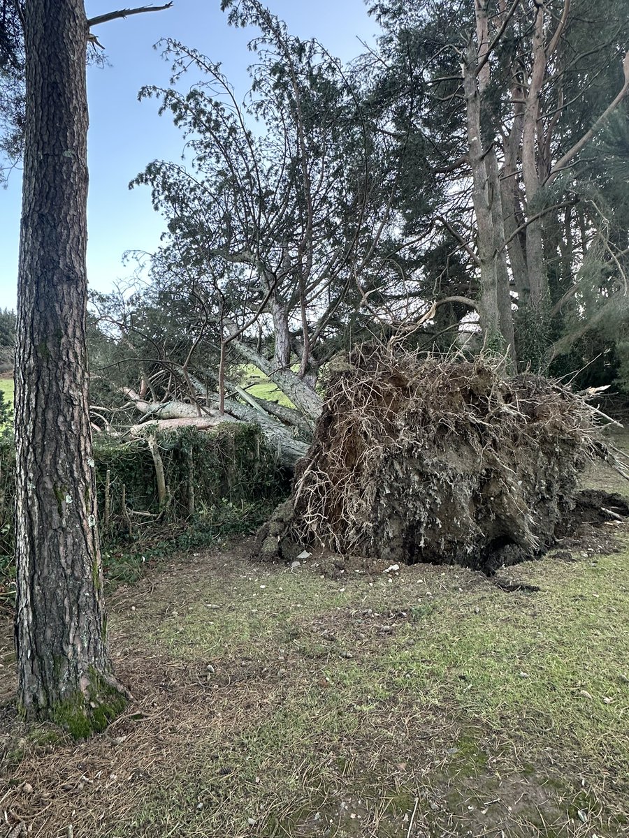 seanashmore's tweet photo. #StormDarragh gave us a good lash in Ashford, Co Wicklow! https://t.co/04dhhvClkr