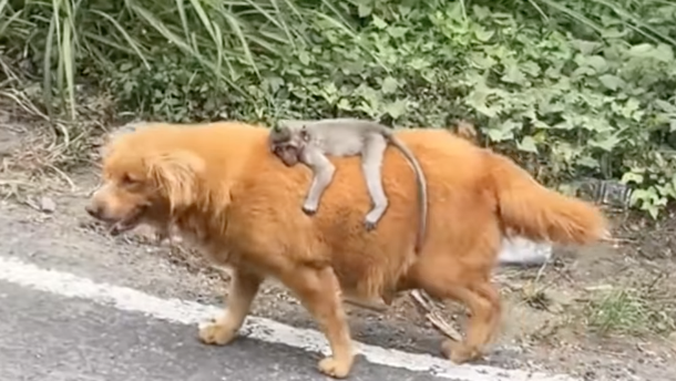 nnmkento's tweet photo. "Naik anjing."                                 "Naik, anjing." https://t.co/S23hEKMSGq