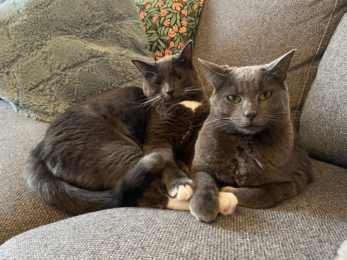 Merry #Caturday to all observing