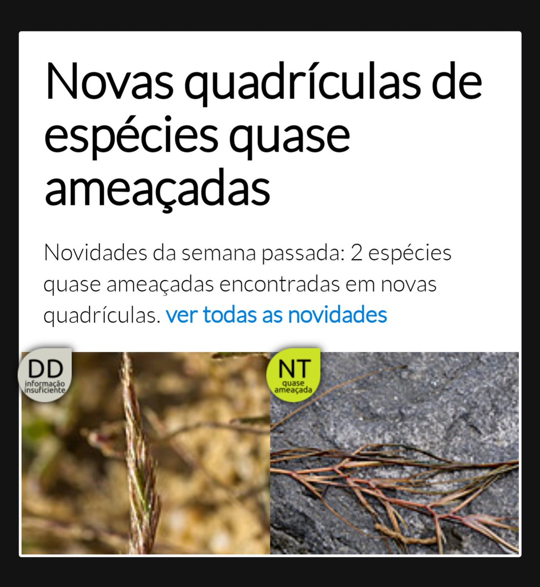 SpbotanicaL's tweet photo. #registosdasemana #novasquadriculas #floraon

https://t.co/L5mT62LYJk

#floraameacada 
#floradeportugal
#ListaVermelhadaFloraVasculardePortugalContinental
#ListaVermelha https://t.co/ZwJP0XMsLn