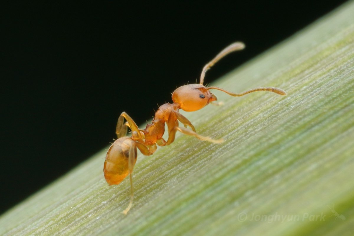 iNaturalist (@inaturalist) on Twitter photo Our Observation of the Day is the first Sri Lankan Relict Ant (Aneuretus simoni) posted to iNaturalist! Seen in Sri Lanka by clurarit.
This species is listed as Critically Endangered by <a href="/IUCNRedList/">IUCN Red List</a>: iucnredlist.org/species/1290/3…
More details at: inaturalist.org/observations/2… Our Observation of the Day is the first Sri Lankan Relict Ant (Aneuretus simoni) posted to iNaturalist! Seen in Sri Lanka by clurarit.
This species is listed as Critically Endangered by <a href="/IUCNRedList/">IUCN Red List</a>: iucnredlist.org/species/1290/3…
More details at: inaturalist.org/observations/2…