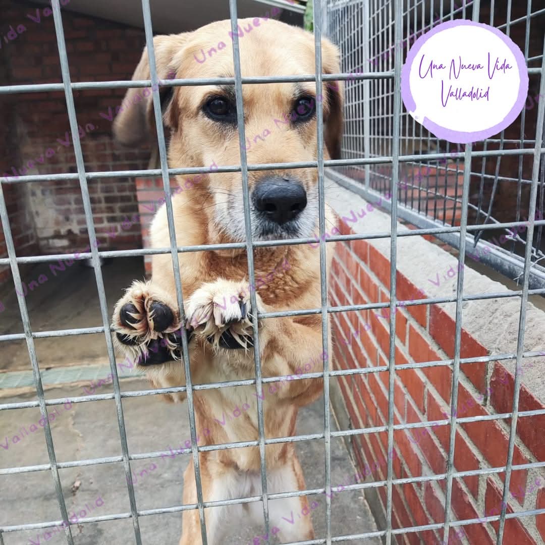 silvia mensegar tweet media