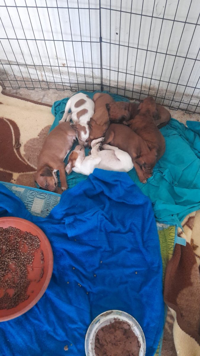 Se necesitan acogidas urgentemente para esta mama y sus bebes!! Ya pueden comer solos. Hay que sacarlos de alli ya y aprovechar que nos los da!!! Están en Madrid! Contacto 675467696 O 675651847