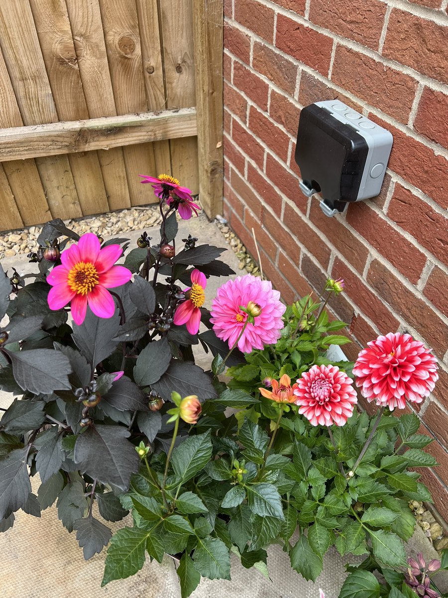 AstroExploring's tweet photo. @AstroBackyard Forget astrophotography. I’m all about the dahlias 🌺 best photo I’ve taken all year 😂 https://t.co/tSzqMoLbIa