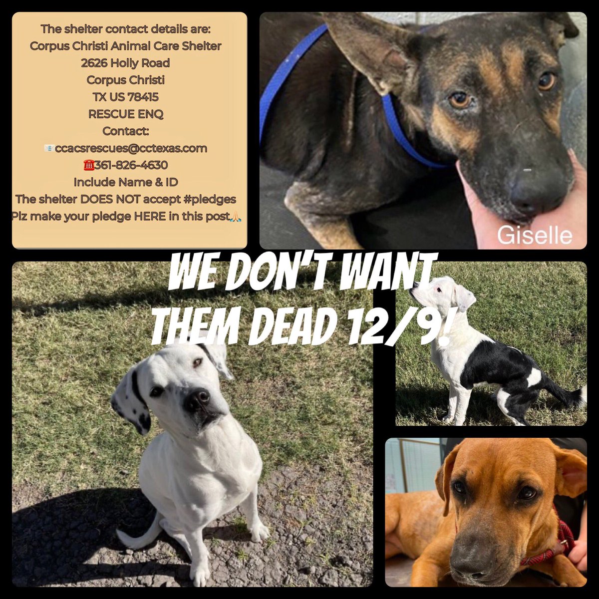SamfromSpain's tweet photo. They all deserve a life!
GISELLE #A374067
ASA #A374032
ARAWN #374037
HYENA #A373997
Great 🐕s wanting to be loved!
Needing PLEDGES 4 #RESCUE
Why not #ADOPT these lambs⁉️
Need a ❤️& safe place! https://t.co/hcutPM4p2m