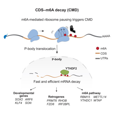 m6A sites in the coding region trigger translation-dependent mRNA decay dlvr.it/TGfTnN