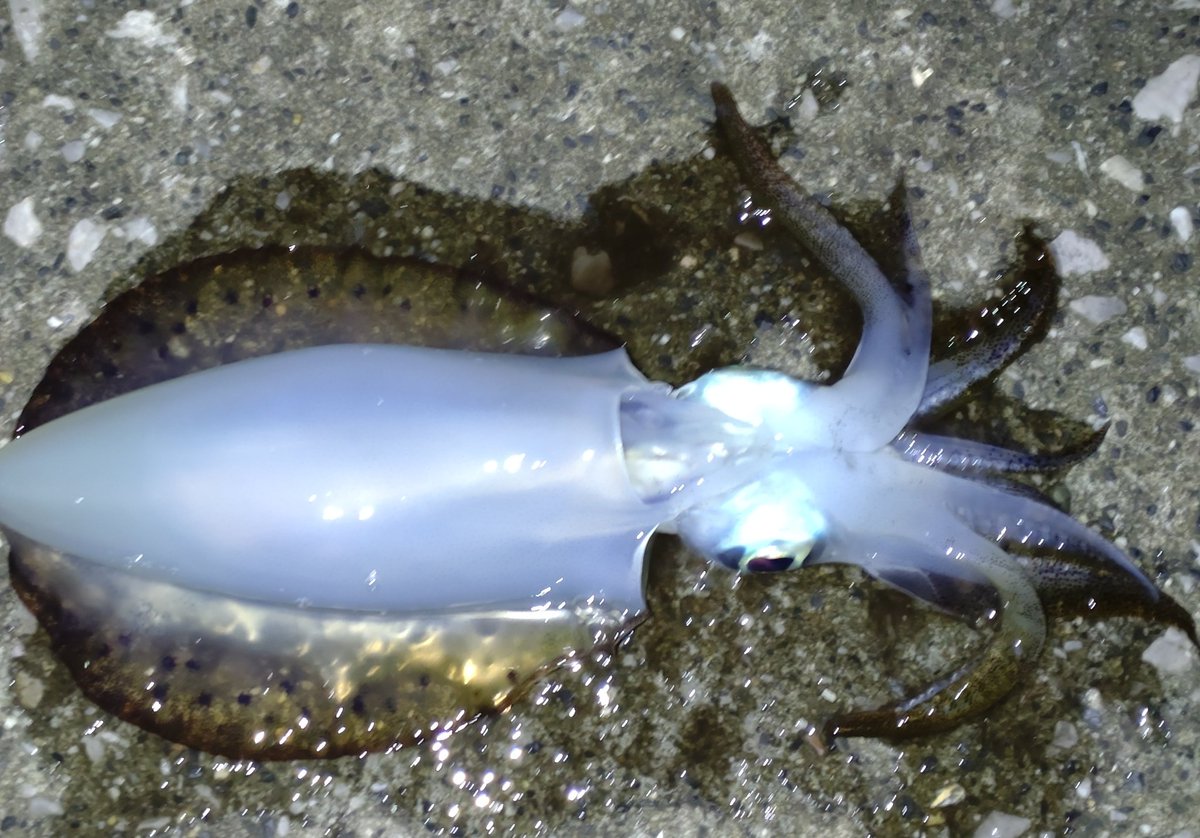 強風の中ボトムで