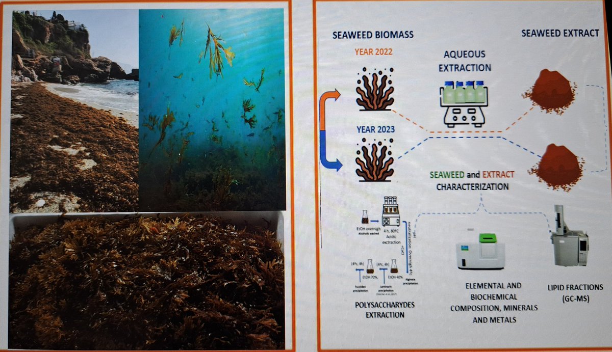 Aquí os dejamos nuestro trabajo de caracterización de Rugulopteryx okamurae. Discutimos como su composición puede favorecer la bioestimulacion de mecanismos de defensa en viña.
doi.org/10.1007/s10811…