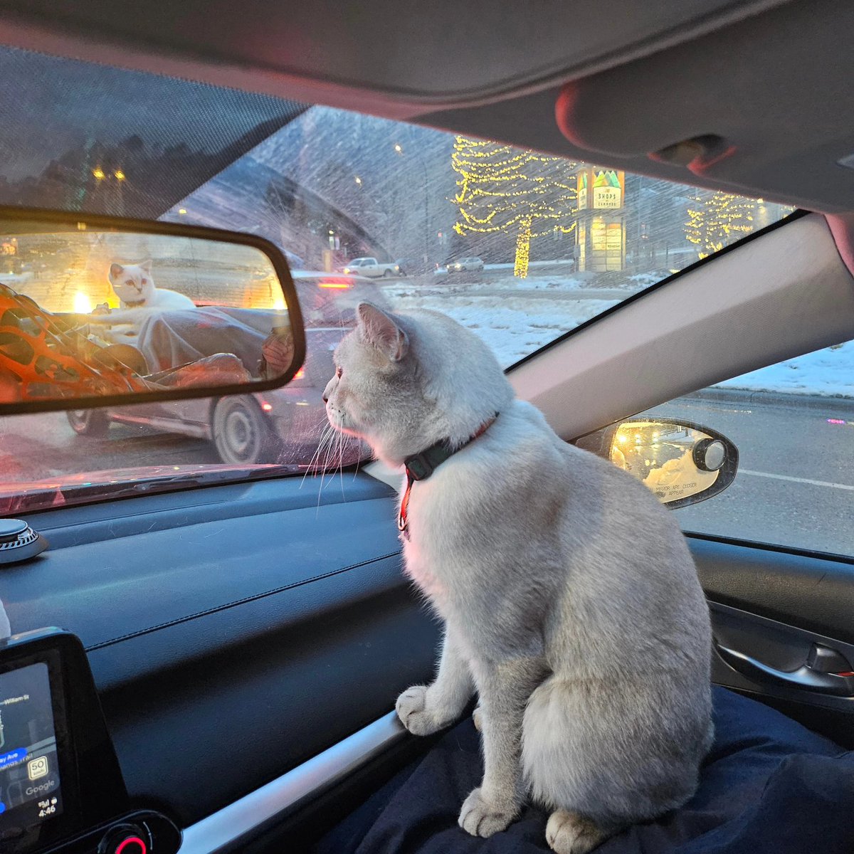 Six days on the road, and I had enough! Tried to make a break for it, but the snow had other plans.
Guess I'm stuck with the hooman… for now. 🐾🚗❄️ #EscapeFail