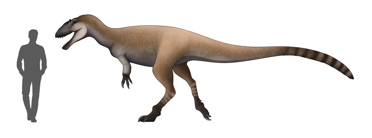 What if Sinosauroperyx was full grown (base on Yutyrannus but is a cursorial niche)🎄
.
#Sinosauropteryx #Speculative