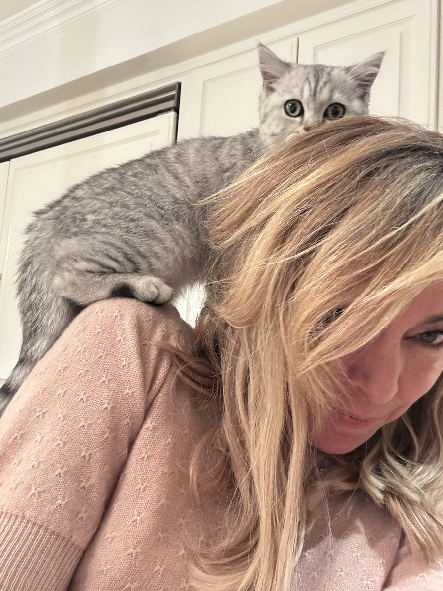 SuttonStracke (@suttonbstracke) on Twitter photo Happy Caturday kittens!😽💗🎄 #caturday Happy Caturday kittens!😽💗🎄 #caturday