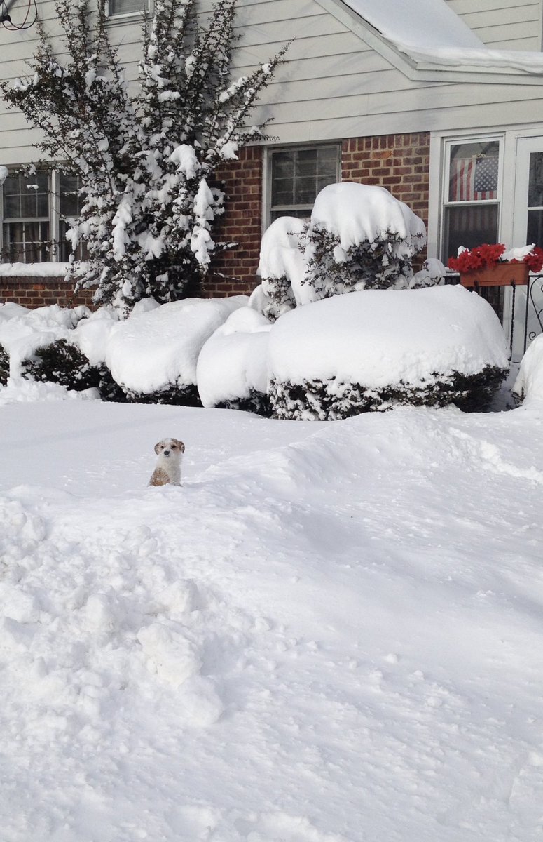 csmithrain's tweet photo. @DameScorpio One of my fav photos of my dog, Taco. He died in September of last year and it’ll be my second Xmas without him. The holidays are tough and lonely now but I’m grateful for pics like these to still make me smile. Love you forever, my lil sweet 🥹 https://t.co/4565C4v57X