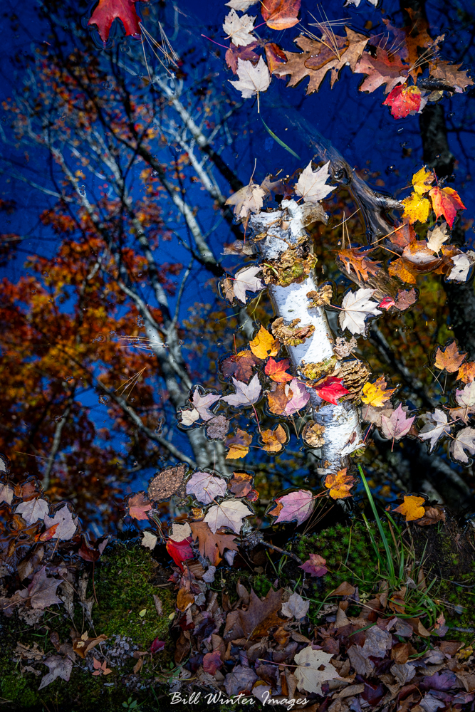 billxp845's tweet image. A Birch Log Floating
Deeper In The Pond You See
Reflections Of Life
.⁠
.⁠
#haiku #sonyalpha #alphacollective #optoutside #createnomatterwhat #bhcreators #sonycreators #ngphotographerchallenge #acadianationalpark