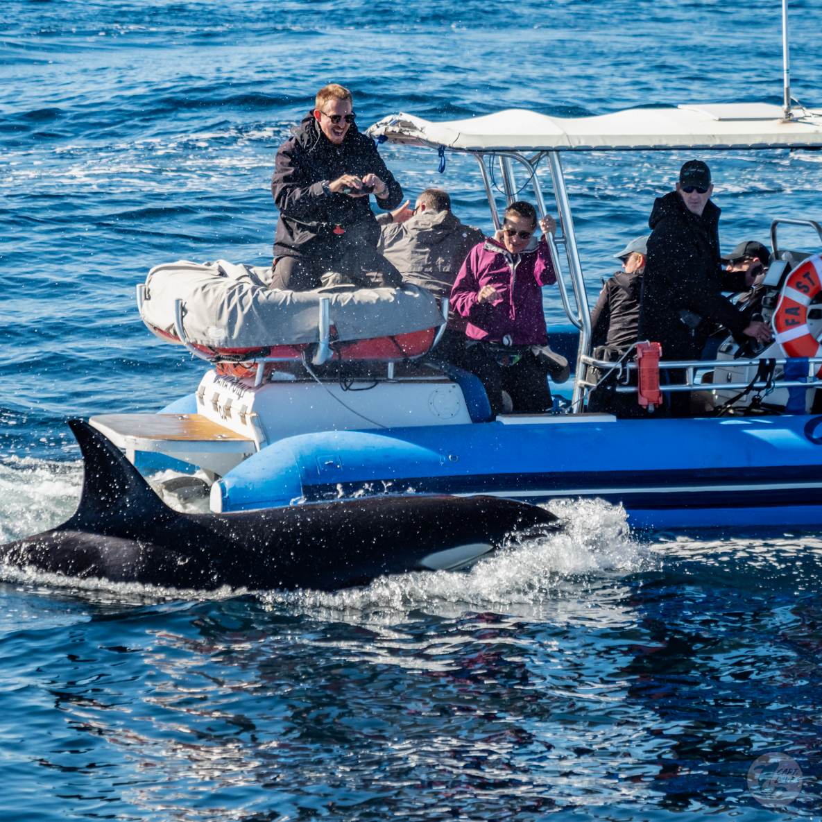 CaptDavesWhaleWatching tweet media