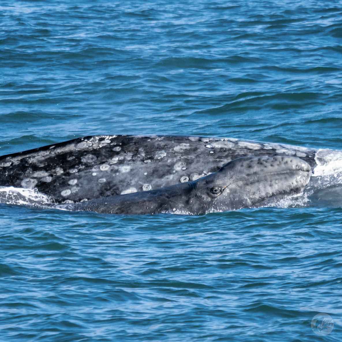 CaptDavesWhaleWatching tweet media