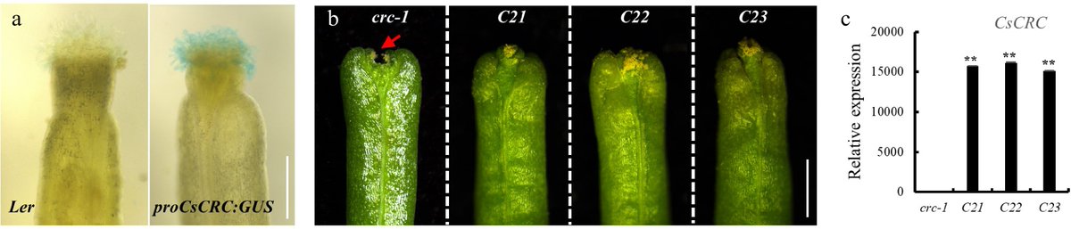 HortiPlant's tweet image. #VegetableRes
CsCRC gene network, involving auxin and key transcription factors, regulates cucumber fruit length by promoting cell expansion and elongation. 

@MaximumAcademic @NewPhyt @sci_plant @PlantPhys #Cucumber #FruitDevelopment

Details: maxapress.com/article/doi/10…