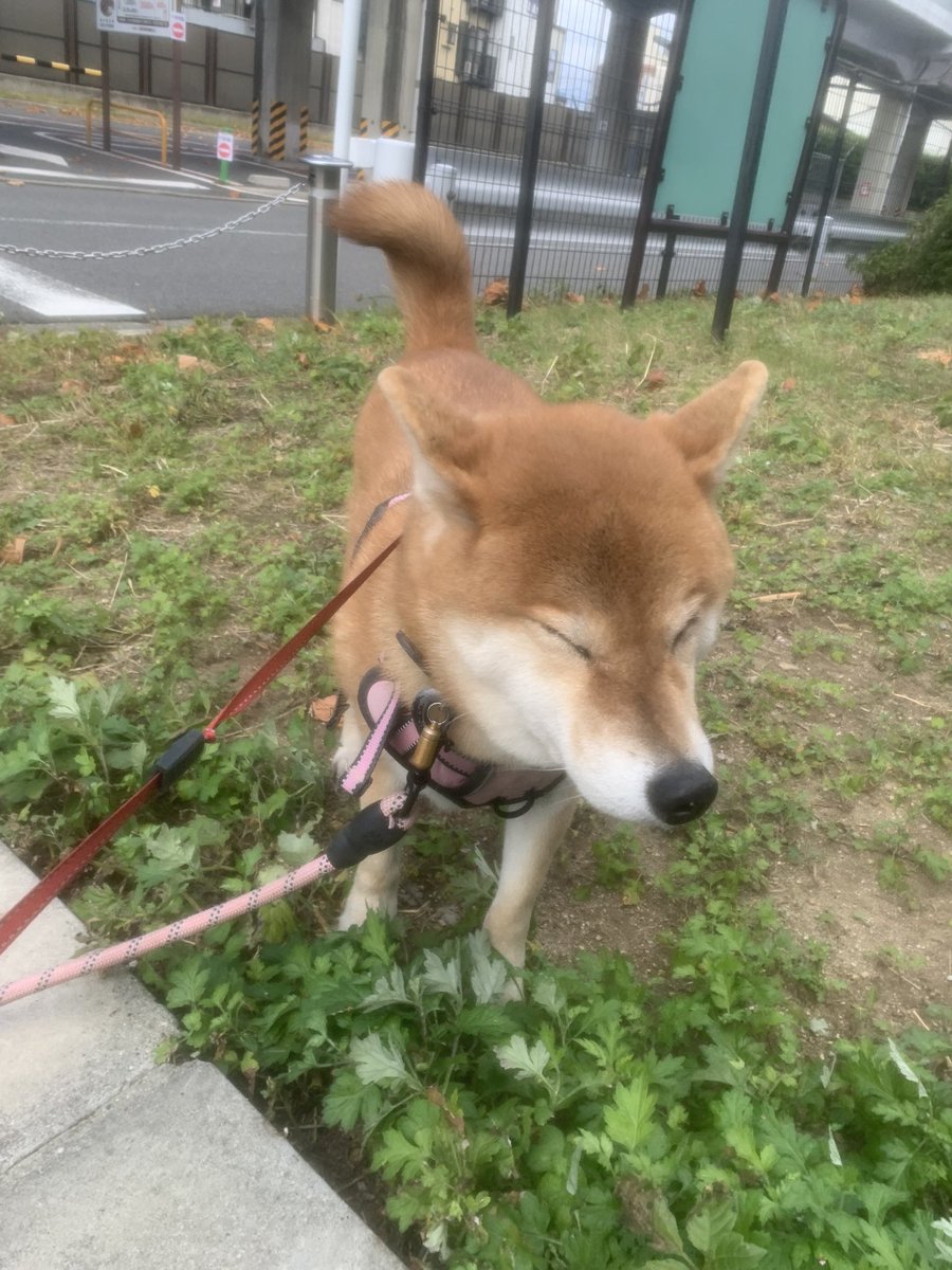 uimi828's tweet photo. きいーちゃん🥰

 #柴犬 #しば https://t.co/k7ipFrBEoN