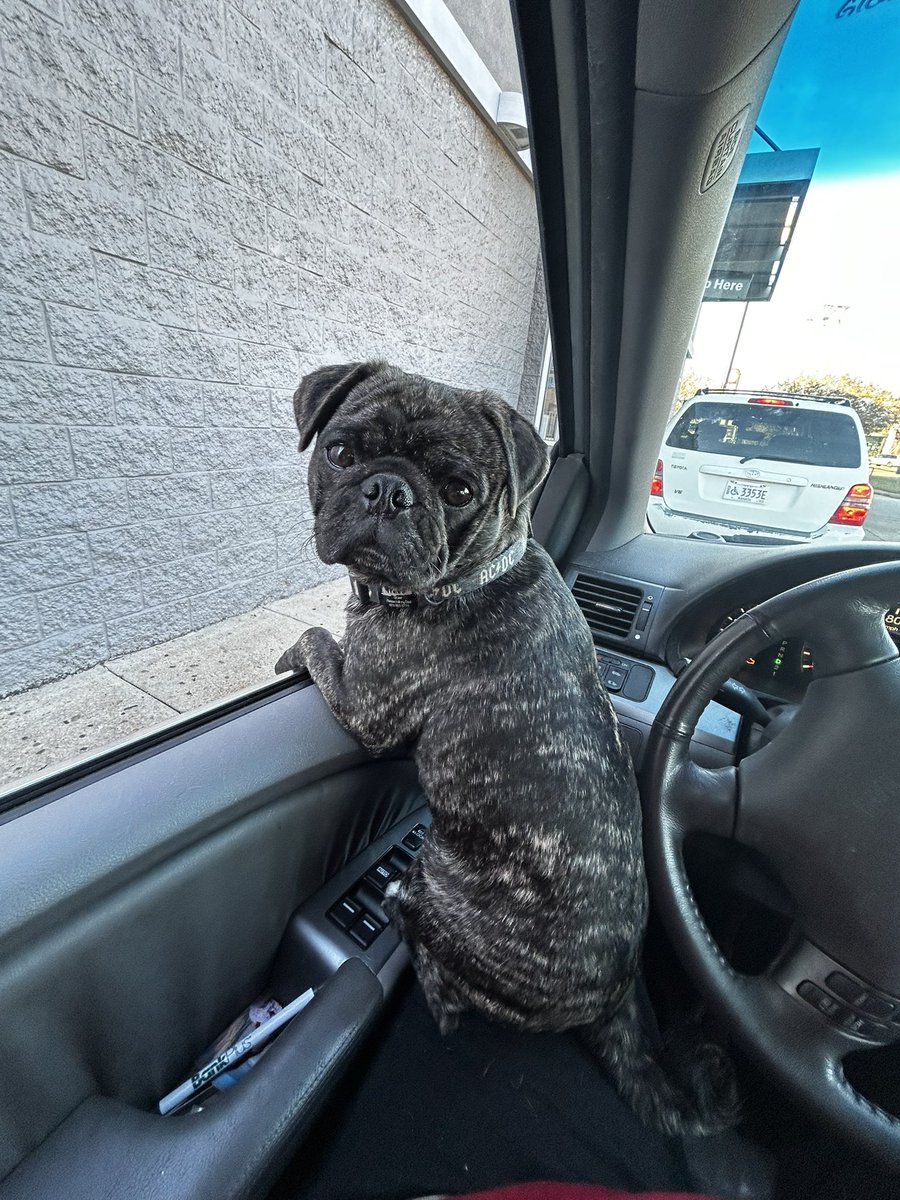 jedipadmaster's tweet image. Working on a project last night fell asleep on the couch. Woke up this morning with a page I don’t remember doing but it looks great. #kidlit #kidlitart #myprocess Can’t wait to share it!