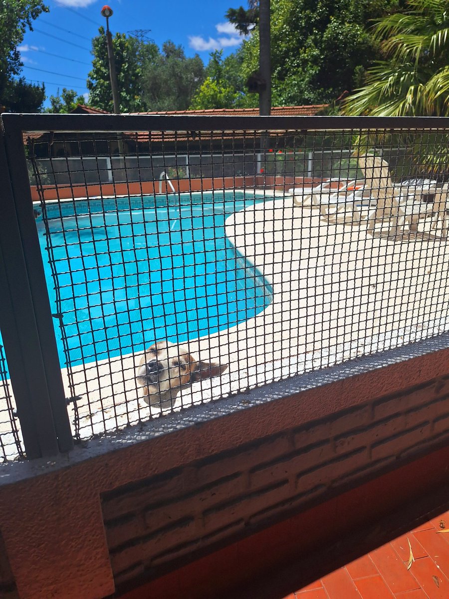 meetMeAtMontauk's tweet photo. Se durmió tomando sol en la pileta. EL ESTRÉS. https://t.co/J8w1Cka9UP