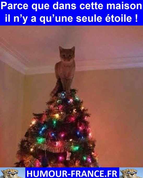 text alternatif