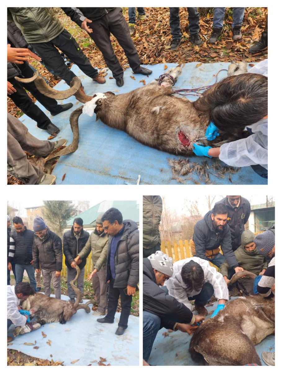 Animal Husbandry Department Baramulla tweet media