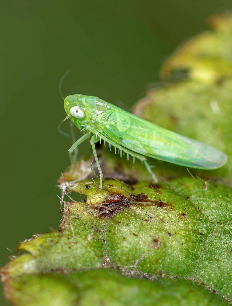 RigdenDebbie's tweet photo. Green Leaf-hopper around 3mm seen in my garden
#leafhopper #planthoppers #insects #bugs #Entomology #gardeninsects #nature #macrophotography https://t.co/vnej3Qzkhk